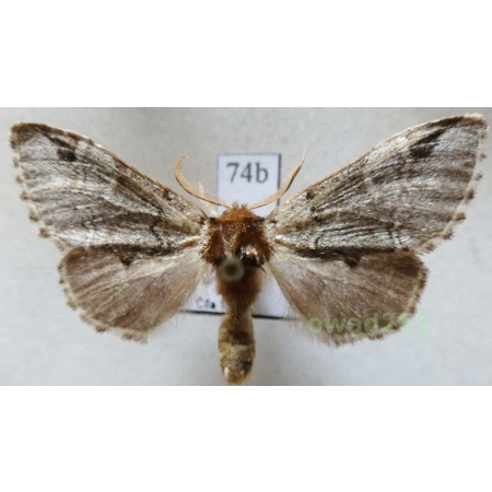 Drymonia obliterata (Borkhausen, 1790) Dąbrówka melagona Czech74b